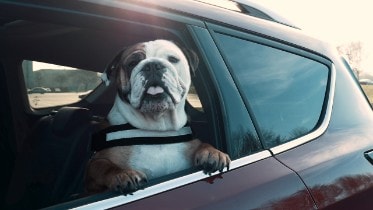 1 in 3 Dog-Owning Drivers Put Themselves, Passengers and ...